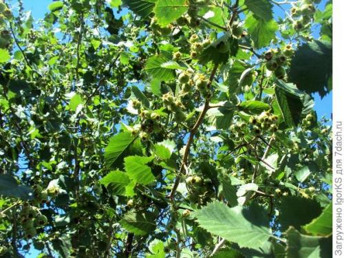 Какие условия необходимо создать для выращивания боярышника из семян. Как я вырастил боярышник из семян