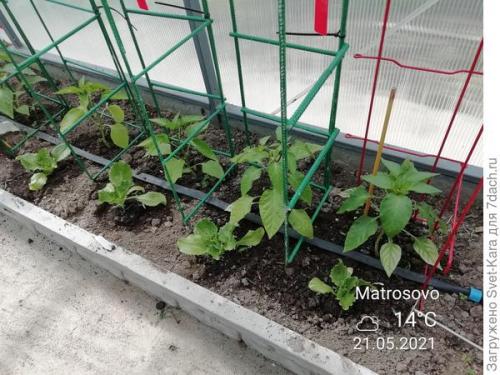 Какие сорта салата айсберг лучше выращивать из семян. Салат Айсберг. Мой первый удачный опыт и первый восторг