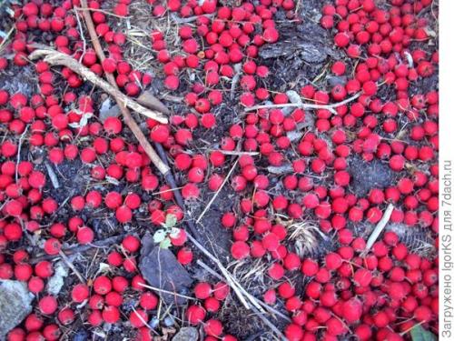 Какие условия необходимо создать для выращивания боярышника из семян. Как я вырастил боярышник из семян