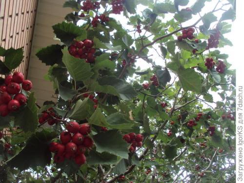 Какие условия необходимо создать для выращивания боярышника из семян. Как я вырастил боярышник из семян