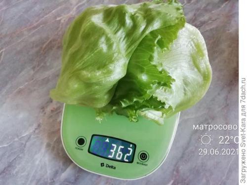 Какие сорта салата айсберг лучше выращивать из семян. Салат Айсберг. Мой первый удачный опыт и первый восторг