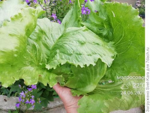 Какие сорта салата айсберг лучше выращивать из семян. Салат Айсберг. Мой первый удачный опыт и первый восторг