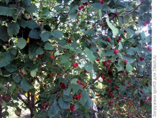 Какие условия необходимо создать для выращивания боярышника из семян. Как я вырастил боярышник из семян