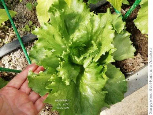 Какие сорта салата айсберг лучше выращивать из семян. Салат Айсберг. Мой первый удачный опыт и первый восторг