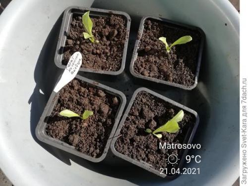 Какие сорта салата айсберг лучше выращивать из семян. Салат Айсберг. Мой первый удачный опыт и первый восторг