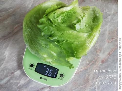 Какие сорта салата айсберг лучше выращивать из семян. Салат Айсберг. Мой первый удачный опыт и первый восторг