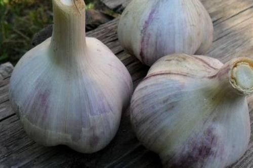 Поздние сорта чеснока. 10 самых лучших сортов чеснока для посадки под зиму