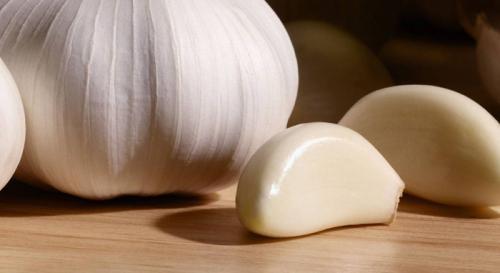 Голландские сорта чеснока. Яровой чеснок: описание и сорта