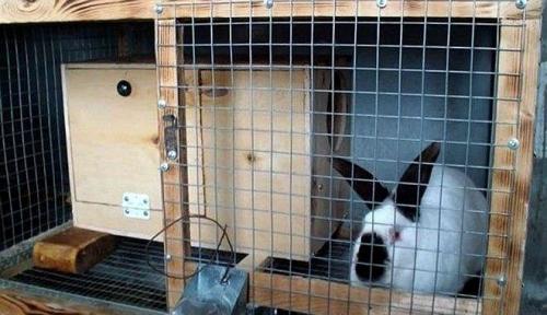 Как организовать укрытие для кроликов во время размножения. Разновидности конструкций
