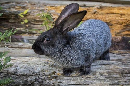 Какие породы кроликов наиболее популярны для разведения. Породы кроликов: названия и фото (каталог)