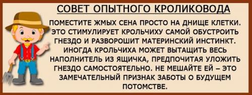 Как часто беременная крольчиха выходит из норы. Особенности периода беременности кроликов