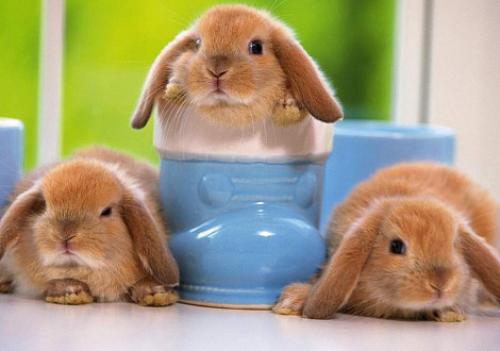 Беременные кролики: Как часто они ходят 12 Беременные кролики: Как часто они ходят 12