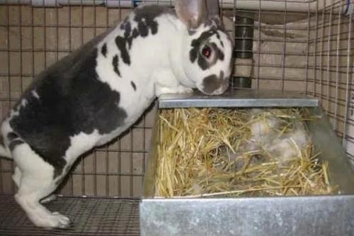 Как определить, что крольчиха беременна. Признаки беременности