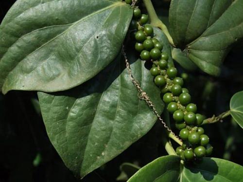 Какие советы можно дать начинающим садоводам, которые хотят вырастить черный перец из горошин. Уход за черным перцем, или «подводные камни» грамотного выращивания