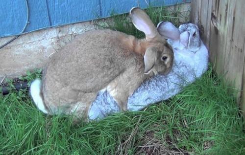 Как можно определить, что крольчиха ждет потомства, если она живет в группе с другими крольчихами. Признаки охоты у крольчихи