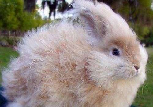 Беременные кролики: Как часто они ходят 09 Беременные кролики: Как часто они ходят 09