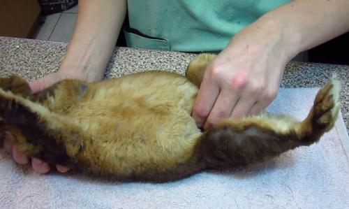 Беременность крольчихи: признаки и симптомы 03