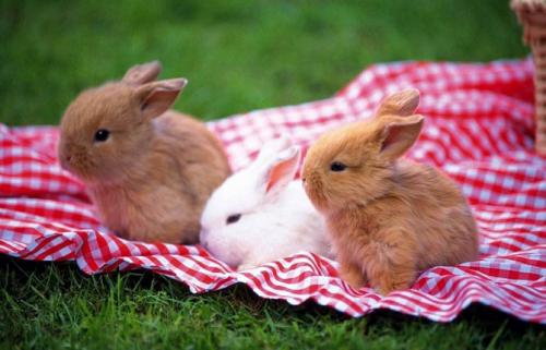 Беременные кролики: Как часто они ходят 07 Беременные кролики: Как часто они ходят 07