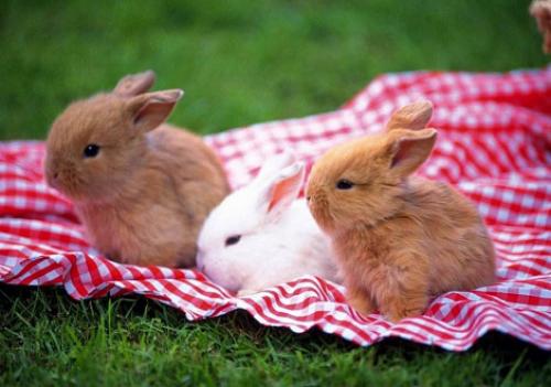 Беременные кролики: Как часто они ходят 11 Беременные кролики: Как часто они ходят 11