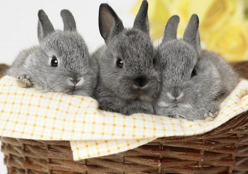 Беременные кролики: Как часто они ходят 10 Беременные кролики: Как часто они ходят 10