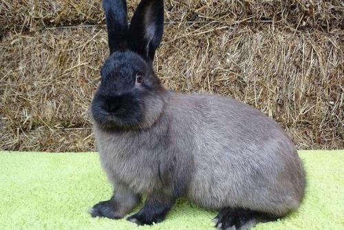 Какие породы кроликов наиболее популярны для разведения. Породы кроликов: названия и фото (каталог)