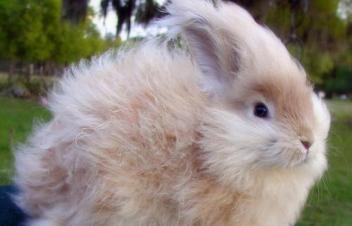 Беременные кролики: Как часто они ходят 05 Беременные кролики: Как часто они ходят 05