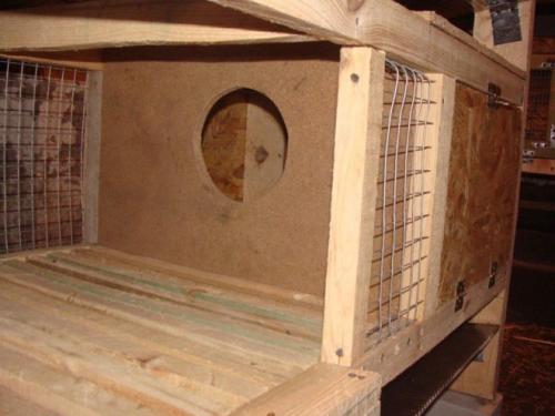 Как часто беременная крольчиха выходит из норы. Особенности периода беременности кроликов