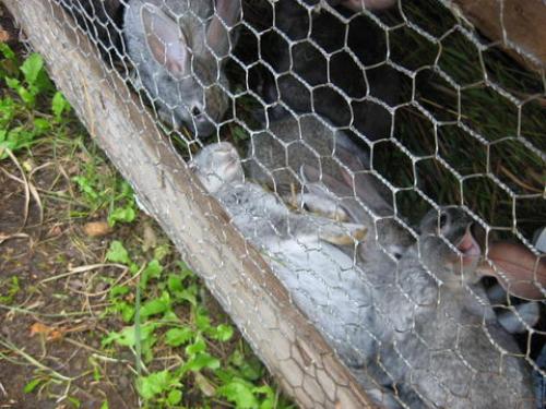 Как обеспечить чистоту и гигиену в клетке крольчихи. О гигиене на кроличьей ферме