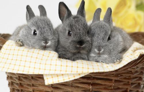 Беременные кролики: Как часто они ходят 06 Беременные кролики: Как часто они ходят 06