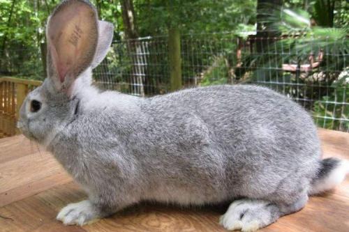 Какие породы кроликов наиболее популярны для разведения. Породы кроликов: названия и фото (каталог)