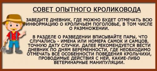 Как часто беременная крольчиха выходит из норы. Особенности периода беременности кроликов