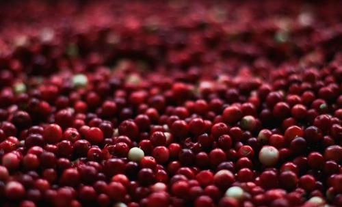 Польза и вред клюквы. 01