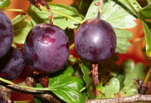 Крупноплодные бесшипные сорта крыжовника. Описание 11 лучших сортов бесшипного крыжовника, посадка и уход