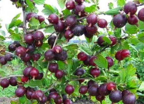 Крупноплодные бесшипные сорта крыжовника. Описание 11 лучших сортов бесшипного крыжовника, посадка и уход