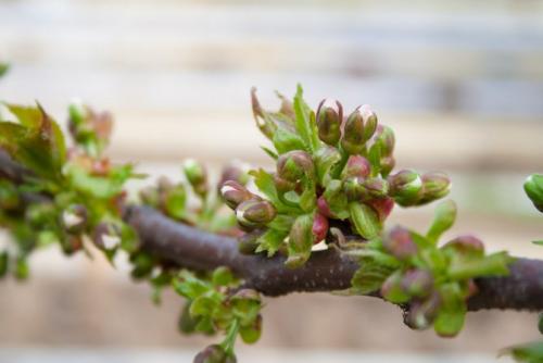 Когда начинает плодоносить черешня после посадки. Когда распускается и созревает черешня