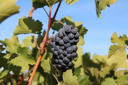 Какие растения можно высаживать рядом с грушей для утепления. Что можно сажать рядом с грушей, соседство на участке