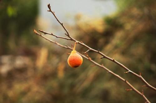 Какие материалы можно использовать для утепления груши на зиму. Подготовка груши к зиме