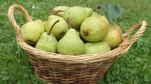 Как утеплять грушу на зиму, если она растёт на балконе. Как правильно хранить груши?
