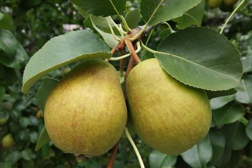 Какие растения можно высаживать рядом с грушей для утепления. Что можно сажать рядом с грушей, соседство на участке