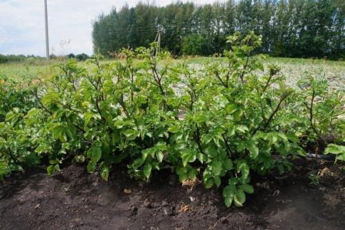 Какие виды фиолетовой картошки существуют. Какой он — фиолетовый картофель?