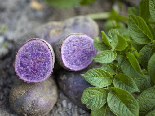 Фиолетовая картошка: скрытые преимущества и риски для вашего здоровья 02 Фиолетовая картошка: скрытые преимущества и риски для вашего здоровья 02