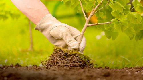 Какие плодовые деревья и кустарники можно сажать рядом друг с другом. Совместимость плодовых деревьев и кустарников: какие сажать рядом