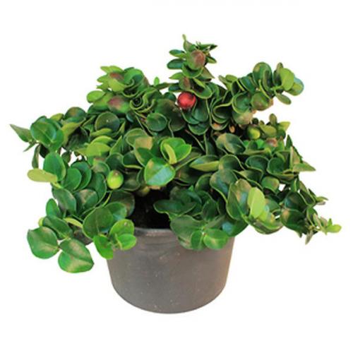 Какие фруктовые деревья можно выращивать в квартире. Фруктовое дерево на подоконнике