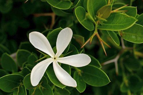 Какие фруктовые деревья можно выращивать в квартире. Фруктовое дерево на подоконнике