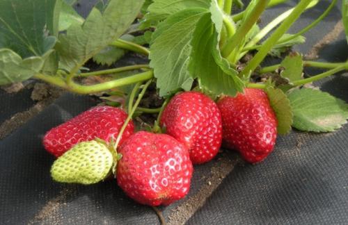 Посадка клубники на черное агроволокно. Какие сорта клубники подходят для выращивания по новой технологии?