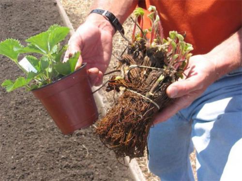 Посадка клубники весной в открытый грунт. Какое лучшее время для посадки?