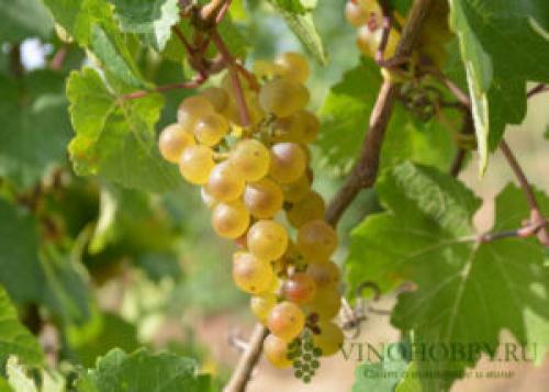 Виноград Технические сорта для Подмосковья. Лучшие сорта винограда для производства вина. Какие подойдут для Подмосковья и Сибири
