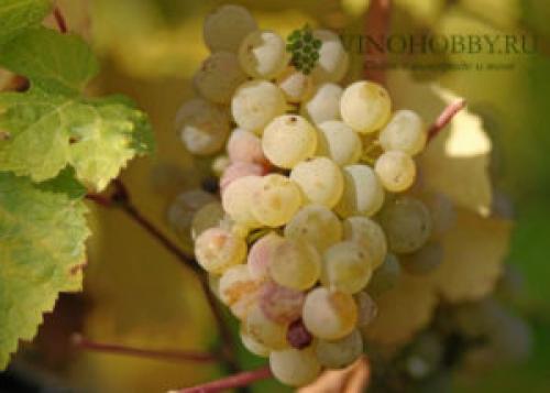 Виноград Технические сорта для Подмосковья. Лучшие сорта винограда для производства вина. Какие подойдут для Подмосковья и Сибири