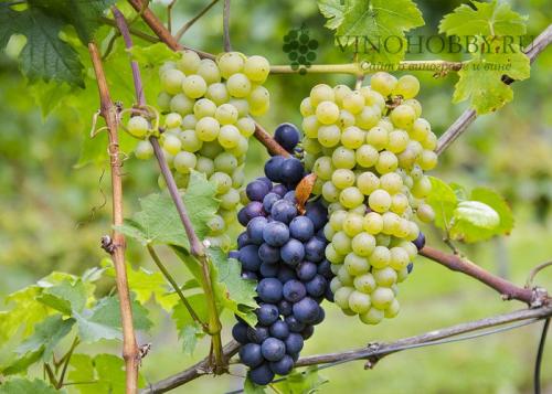Виноград Технические сорта для Подмосковья. Лучшие сорта винограда для производства вина. Какие подойдут для Подмосковья и Сибири