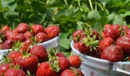 Посадка клубники в саду. Посадка клубники весной в открытый грунт: 7 лучших способов, сроки, схема